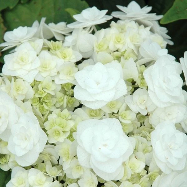 Hydrangea Macrophylla 'Wedding Gown' 2 Hydrangea Macrophylla 'Wedding Gown' - Image 2
