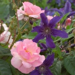 Full Season Color Duo Rose & Clematis Collection -Olivia Plants Sales x600 12725