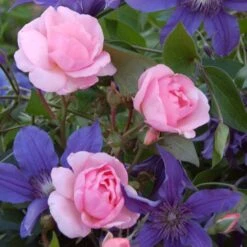 Full Season Color Duo Rose & Clematis Collection -Olivia Plants Sales x600 12726