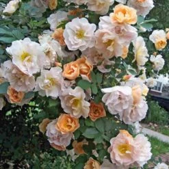 Rose Above And Beyond™ -Olivia Plants Sales x600 12749
