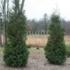 Thuja Occidentalis 'American Pillar'
