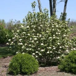 Viburnum Red Balloon® -Olivia Plants Sales x600 12772