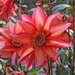 Dahlia 'Waltzing Mathilda' -Olivia Plants Sales x600 12869