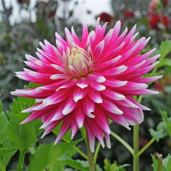 Dahlia 'AC Dark Horse' 2 Dahlia 'AC Dark Horse' - Image 2