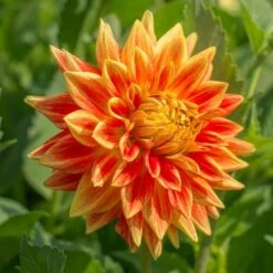 Dahlia 'Sun Explosion' -Olivia Plants Sales x600 12969