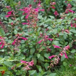 Salvia 'Wendy's Wish' -Olivia Plants Sales x600 13035