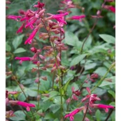 Salvia 'Wendy's Wish' -Olivia Plants Sales x600 13036