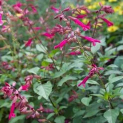 Salvia 'Wendy's Wish' -Olivia Plants Sales x600 13038