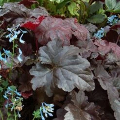 Heuchera 'Obsidian'