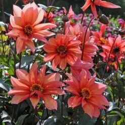 Dahlia 'Waltzing Mathilda' -Olivia Plants Sales x600 13165