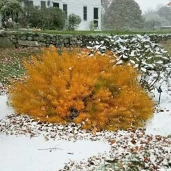 Amsonia Hubrichtii -Olivia Plants Sales x600 13170