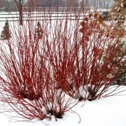Cornus Stolonifera Arctic Fire® Red -Olivia Plants Sales x600 13207