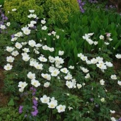 Anemone Sylvestris 6 Anemone Sylvestris -Olivia Plants Sales x600 13210