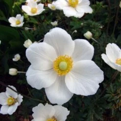 Anemone Sylvestris 7 Anemone Sylvestris -Olivia Plants Sales x600 13211