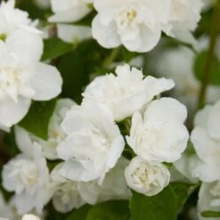 Philadelphus Snow White Sensation® -Olivia Plants Sales x600 13296