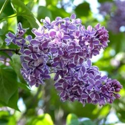 Syringa Vulgaris 'Sensation' -Olivia Plants Sales x600 13308