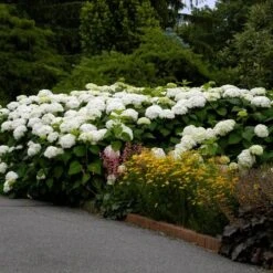 Hydrangea Arborescens 'Annabelle' -Olivia Plants Sales x600 13320
