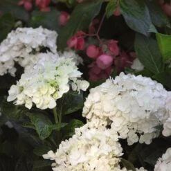 Hydrangea Macrophylla Endless Summer® Blushing Bride® -Olivia Plants Sales x600 13324