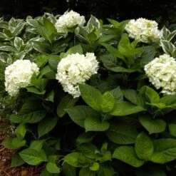 Hydrangea Macrophylla Endless Summer® Blushing Bride® -Olivia Plants Sales x600 13325