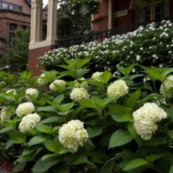 Hydrangea Macrophylla Endless Summer® Blushing Bride® -Olivia Plants Sales x600 13326