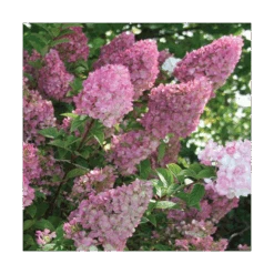Hydrangea Paniculata Strawberry Sundae® -Olivia Plants Sales x600 13330