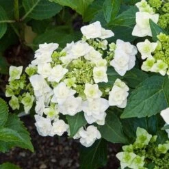 Hydrangea Macrophylla 'Wedding Gown' 6 Hydrangea Macrophylla 'Wedding Gown' -Olivia Plants Sales x600 13334