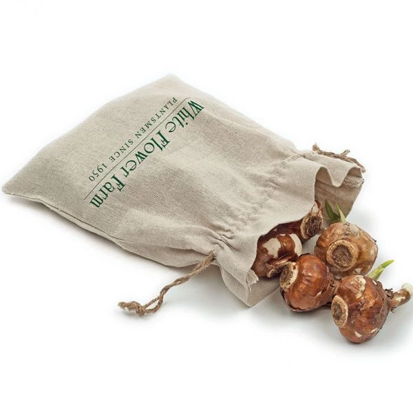 Paperwhites In Linen Bag 2 Paperwhites In Linen Bag - Image 2