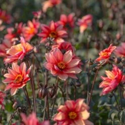 Dahlia 'Waltzing Mathilda' -Olivia Plants Sales x600 13398