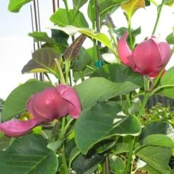 Magnolia 'Genie' -Olivia Plants Sales x600 13434