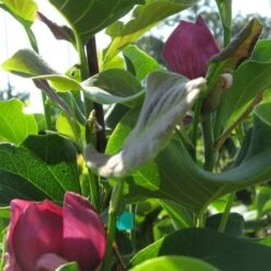Magnolia 'Genie' -Olivia Plants Sales x600 13435