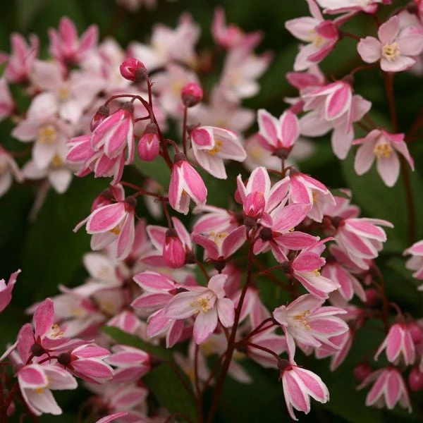 Deutzia Yuki Cherry Blossom® 2 Deutzia Yuki Cherry Blossom® - Image 2