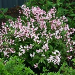 Deutzia Yuki Cherry Blossom® 6 Deutzia Yuki Cherry Blossom® -Olivia Plants Sales x600 13482