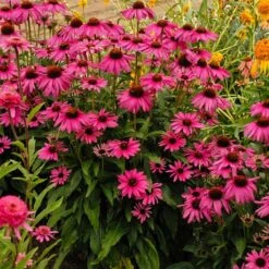Echinacea Butterfly™ 'Purple Emperor'