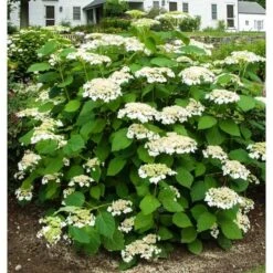 Hydrangea Arborescens 'Haas' Halo' -Olivia Plants Sales x600 13539