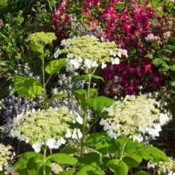 Hydrangea Arborescens 'Haas' Halo' -Olivia Plants Sales x600 13540