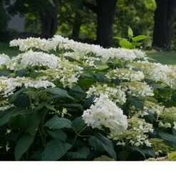 Hydrangea Arborescens 'Haas' Halo' -Olivia Plants Sales x600 13541