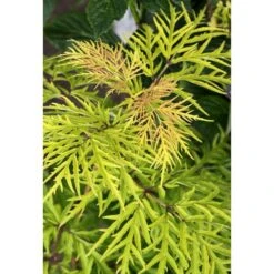 Sambucus Racemosa Lemony Lace® -Olivia Plants Sales x600 13579