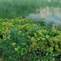 Sedum Tile® Color Splash -Olivia Plants Sales x600 13584