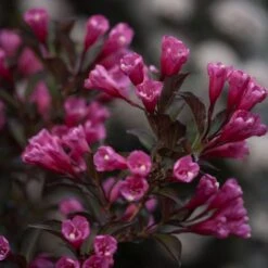 Weigela Florida Wine & Roses® -Olivia Plants Sales x600 13596