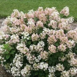 Hydrangea Paniculata Little Quick Fire® -Olivia Plants Sales x600 13606