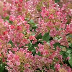 Hydrangea Paniculata Little Quick Fire® -Olivia Plants Sales x600 13607