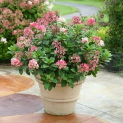 Hydrangea Paniculata Little Quick Fire® -Olivia Plants Sales x600 13608