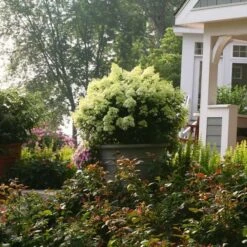 Hydrangea Paniculata Bobo® -Olivia Plants Sales x600 13629