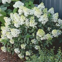Hydrangea Paniculata Bobo® -Olivia Plants Sales x600 13631