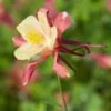 Aquilegia 'Swan Pink And Yellow'