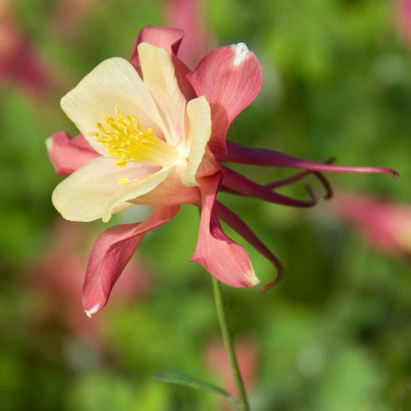 Aquilegia 'Swan Pink And Yellow' 1 Aquilegia 'Swan Pink And Yellow'