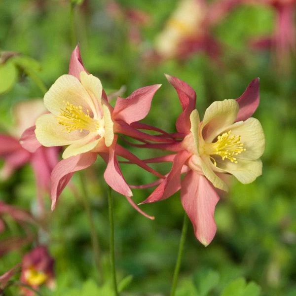 Aquilegia 'Swan Pink And Yellow' 2 Aquilegia 'Swan Pink And Yellow' - Image 2
