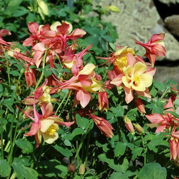 Aquilegia 'Swan Pink And Yellow' 3 Aquilegia 'Swan Pink And Yellow' - Image 3