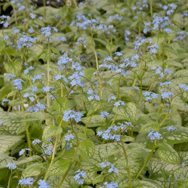 Brunnera Macrophylla 'Jack Frost' 1 Brunnera Macrophylla 'Jack Frost'