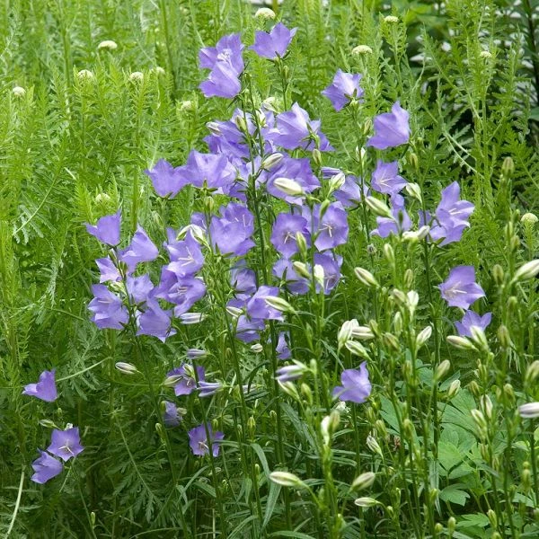 Campanula Persicifolia 'Telham Beauty' 1 Campanula Persicifolia 'Telham Beauty'